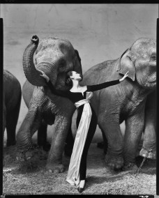 Dovima with elephants, evening dress by Dior, Cirque d’Hiver, Paris, August 1955. Photograph by Richard Avedon © The Richard Avedon Foundation.